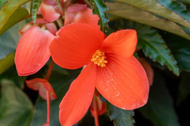 Asılı Şelale Pembesi ve Kırmızı Begonya çiçekleri rengarenk çan çiçekleri, bahçe bitkileri