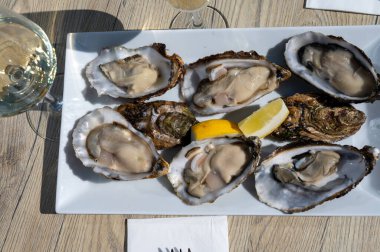 Yerseke 'de canlı istiridye, Oosterschelde, Zeeland, Hollanda' da taze Zeeuwse kremalı istiridye yemek ya da tatmak.