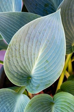 Ev sahiplerinin yeşil yaprakları, gölgeye dayanıklı bitki olarak yetiştirilmiş zambaklar, doğa arka planı.