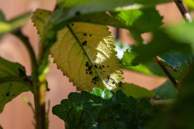 Siyah parazit kolonisinin istilası. Meyve bahçesindeki kiraz ağacına kara kiraz yaprağı konmuş. Ağaca zarar vermiş.