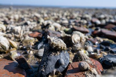 Oosterschelde 'de gelgit zamanı, çeşitli yaban kabukları ve istiridyelerle deniz dibi, Zeeland, Yerseke, Netherboys, doğal deniz ürünleri konsepti.