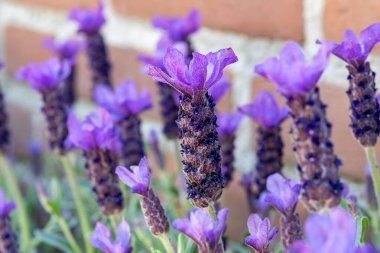 Lavandula stoechas çiçeği, İspanyol lavantası, üstü veya Fransız lavantası, Akdeniz havzasına özgü lavanta türleri.