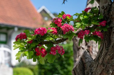 Crataegus laevigata 'nın kırmızı çiçeği, Midland Hawthorn, İngiliz şahini, veya mayflower, Büyük Britanya ve mavi gökyüzünden, batı ve orta Avrupa' ya özgü bir şahin türü.