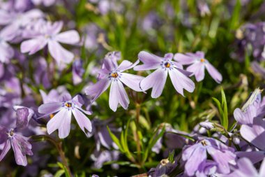 Zümrüt mavisi zümrüt çiçeği bahçede sürünen fenomen subulata güneş ışığıyla kapanıyor.