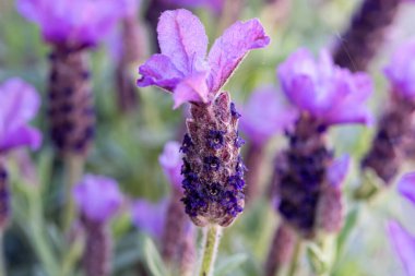 Lavandula stoechas çiçeği, İspanyol lavantası, üstü veya Fransız lavantası, Akdeniz havzasına özgü lavanta türleri.