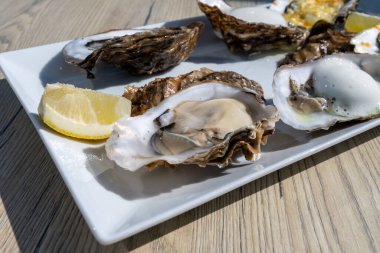 Yerseke 'de canlı istiridye, Oosterschelde, Zeeland, Hollanda' da taze Zeeuwse kremalı istiridye yemek ya da tatmak.