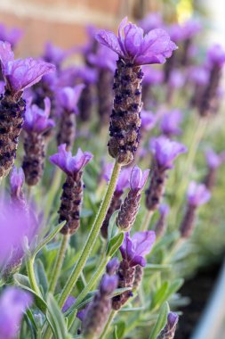 Lavandula stoechas çiçeği, İspanyol lavantası, üstü veya Fransız lavantası, Akdeniz havzasına özgü lavanta türleri.