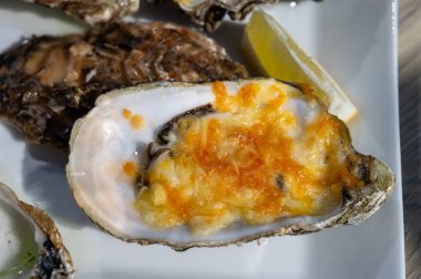Yerseke 'de canlı istiridye, Oosterschelde, Zeeland, Hollanda' da taze Zeeuwse kremalı istiridye yemek ya da tatmak.