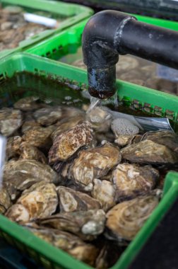 Zeeuwse creuse istiridyelerinin Zeeland, Yerseke, Hollanda 'daki deniz kabuğu yetiştirme çiftliğinde hasata hazır olduğu havuz ya da istiridye dolu su altı kutuları.
