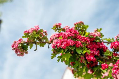 Crataegus laevigata 'nın kırmızı çiçeği, Midland Hawthorn, İngiliz şahini, veya mayflower, Büyük Britanya ve mavi gökyüzünden, batı ve orta Avrupa' ya özgü bir şahin türü.