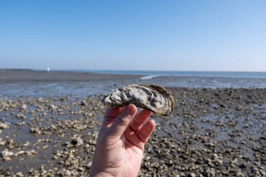 Oosterschelde 'de gelgit zamanı, çeşitli yabani deniz kabukları ve istiridyelerle dolu deniz dibi, Zeeland, Yerseke, Netherboys, vahşi deniz kabuğu istiridyesiyle el ele tutuşup yenebilir.
