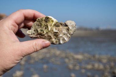 Oosterschelde 'de gelgit zamanı, çeşitli yabani deniz kabukları ve istiridyelerle dolu deniz dibi, Zeeland, Yerseke, Netherboys, vahşi deniz kabuğu istiridyesiyle el ele tutuşup yenebilir.