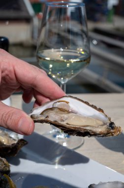 Yerseke 'de canlı istiridye, Oosterschelde, Zeeland, Hollanda' da taze Zeeuwse kremalı istiridye yemek ya da tatmak.