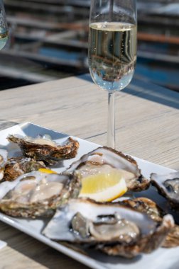 Yerseke 'de canlı istiridye, Oosterschelde, Zeeland, Hollanda' da taze Zeeuwse kremalı istiridye yemek ya da tatmak.
