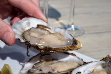 Yerseke 'de canlı istiridye, Oosterschelde, Zeeland, Hollanda' da taze Zeeuwse kremalı istiridye yemek ya da tatmak.