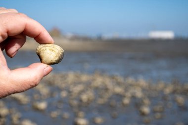 Oosterschelde 'de gelgit zamanı, çeşitli yabani deniz kabukları ve istiridyelerle dolu deniz dibi, Zeeland, Yerseke, Netherboys, vahşi deniz kabuğuyla el ele tutuşup yenmesine izin veriliyor.