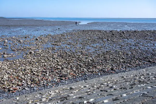 Gelgit zamanı Yerseke 'deki Oosterschelde' ye bakın, çeşitli yabani deniz kabukları ve istiridyelerin toplanıp yenmesine izin veriliyor, Zeeland, Hollanda