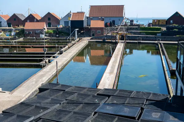 Zeeuwse Creuse marka istiridyelerin Zeeland, Yerseke, Hollanda 'daki Oosterschelde istiridye üreme çiftliğinde toplandığı kutularca olgun ve satılmaya hazır kutu.