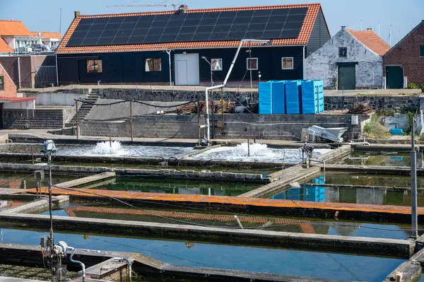 Zeeuwse Creuse marka istiridyelerin Zeeland, Yerseke, Hollanda 'daki Oosterschelde istiridye üreme çiftliğinde toplandığı kutularca olgun ve satılmaya hazır kutu.