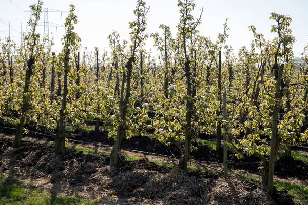 Çiçekli armut ağaçları, beyaz çiçekler, Zuid-Beveland, Zeeland 'de meyve bahçeleri, Hollanda' da gıda endüstrisi.