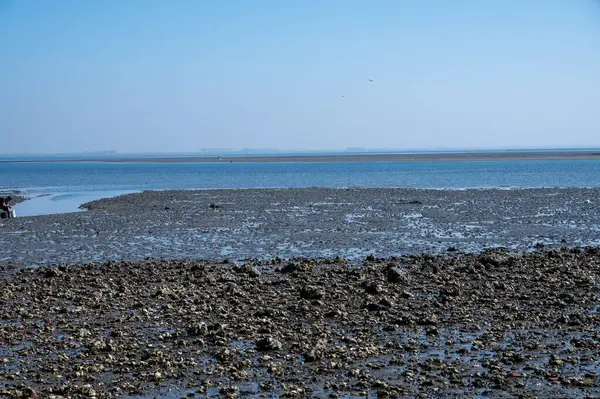 Gelgit zamanı Yerseke 'deki Oosterschelde' ye bakın, çeşitli yabani deniz kabukları ve istiridyelerin toplanıp yenmesine izin veriliyor, Zeeland, Hollanda