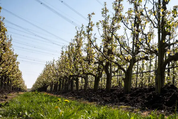 Çiçekli armut ağaçları, beyaz çiçekler, Zuid-Beveland, Zeeland 'de meyve bahçeleri, Hollanda' da gıda endüstrisi.