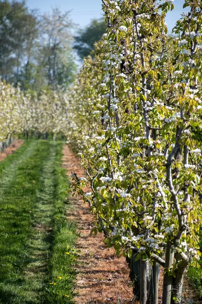 Çiçekli armut ağaçları, beyaz çiçekler, Zuid-Beveland, Zeeland 'de meyve bahçeleri, Hollanda' da gıda endüstrisi.