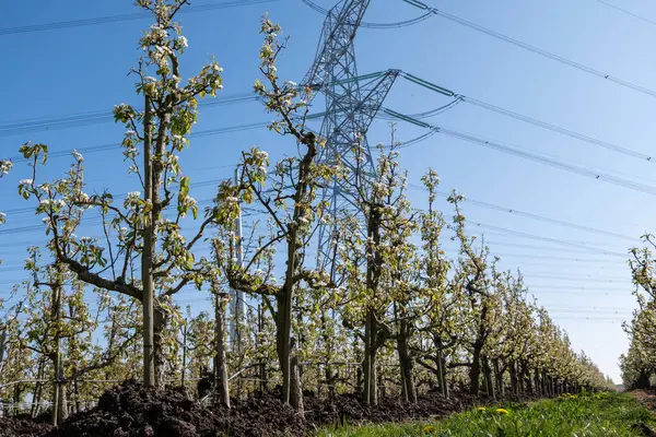 Çiçekli armut ağaçları, beyaz çiçekler, Zuid-Beveland, Zeeland 'de meyve bahçeleri, Hollanda' da gıda endüstrisi.