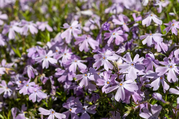 Zümrüt mavisi zümrüt çiçeği bahçede sürünen fenomen subulata güneş ışığıyla kapanıyor.