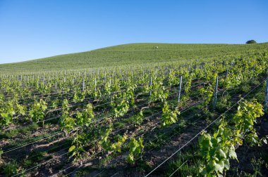 Ay-Champange köyü, Vallee de la Marne, Fransa 'nın Champagne bölgesi yakınlarındaki Grand Cru Hill üzüm bağlarında sabah güneşleri Pinot noir üzüm bitkileri