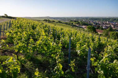 Ay-Champange, Vallee de la Marne, Champagne District, Fransa yakınlarındaki eski yeşil büyük cru cru tepeli şampanya bağlarına, Pinot noir üzüm fabrikalarına ve köydeki eski evlere bakın.