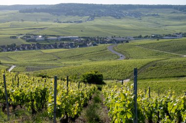 Ay-Champange, Vallee de la Marne, Fransa 'nın Şampanya Bölgesi yakınlarındaki Grand Cru Hill üzüm bağlarında büyüyen ve şekillenen Pinot noir üzümleri.