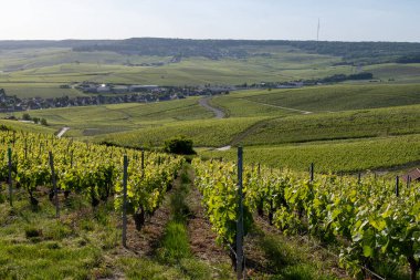 Ay-Champange, Vallee de la Marne, Fransa 'nın Şampanya Bölgesi yakınlarındaki Grand Cru Hill üzüm bağlarında büyüyen ve şekillenen Pinot noir üzümleri.