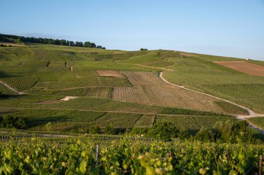 Şampanyalı Ay-Champange, Vallee de la Marne köyü yakınlarındaki Grand Cru tepe üzüm bağlarında yetişen pinot noir üzümlerinin hava manzarası, Fransa 'nın şampanya bölgesi, sıra sıra üzüm bitkileri, günbatımı