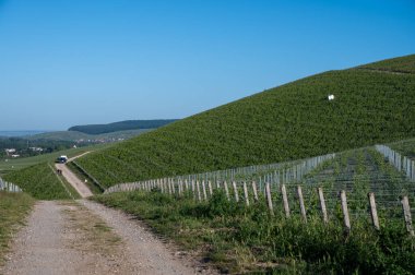 Ay-Champange köyü, Vallee de la Marne, Fransa 'nın Champagne bölgesi yakınlarındaki Grand Cru Hill üzüm bağlarında sabah güneşleri Pinot noir üzüm bitkileri