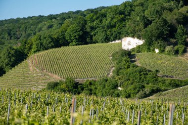Ay-Champange, Vallee de la Marne, Fransa 'nın Şampanya Bölgesi yakınlarındaki Grand Cru Hill üzüm bağlarında büyüyen ve şekillenen Pinot noir üzümleri.