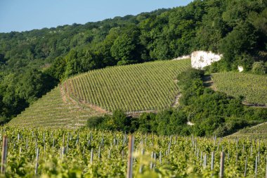 Ay-Champange, Vallee de la Marne, Fransa 'nın Şampanya Bölgesi yakınlarındaki Grand Cru Hill üzüm bağlarında büyüyen ve şekillenen Pinot noir üzümleri.