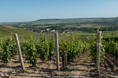 Ay-Champange, Vallee de la Marne, Fransa 'nın Şampanya Bölgesi yakınlarındaki Grand Cru Hill üzüm bağlarında büyüyen ve şekillenen Pinot noir üzümleri.