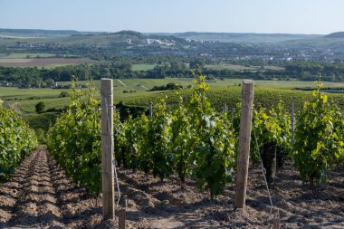Ay-Champange, Vallee de la Marne, Fransa 'nın Şampanya Bölgesi yakınlarındaki Grand Cru Hill üzüm bağlarında büyüyen ve şekillenen Pinot noir üzümleri.