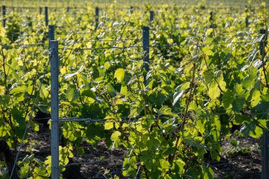 Ay-Champange, Vallee de la Marne, Fransa 'nın Şampanya Bölgesi yakınlarındaki Grand Cru Hill üzüm bağlarında büyüyen ve şekillenen Pinot noir üzümleri.
