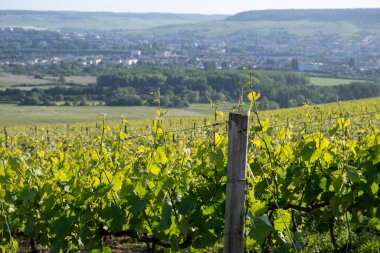 Ay-Champange, Vallee de la Marne, Fransa 'nın Şampanya Bölgesi yakınlarındaki Grand Cru Hill üzüm bağlarında büyüyen ve şekillenen Pinot noir üzümleri.