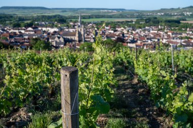 Ay-Champange, Vallee de la Marne, Champagne District, Fransa yakınlarındaki eski yeşil büyük cru cru tepeli şampanya bağlarına, Pinot noir üzüm fabrikalarına ve köydeki eski evlere bakın.