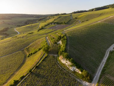 Şampanyalı Ay-Champange, Vallee de la Marne köyü yakınlarındaki Grand Cru tepe üzüm bağlarında yetişen pinot noir üzümlerinin hava manzarası, Fransa 'nın şampanya bölgesi, sıra sıra üzüm bitkileri, günbatımı