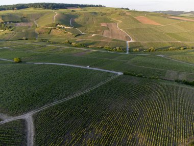 Şampanyalı Ay-Champange, Vallee de la Marne köyü yakınlarındaki Grand Cru tepe üzüm bağlarında yetişen pinot noir üzümlerinin hava manzarası, Fransa 'nın şampanya bölgesi, sıra sıra üzüm bitkileri, günbatımı