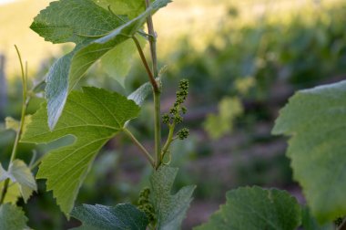 Ay-Champange, Vallee de la Marne, Champagne District, Fransa, Pinot Noir üzüm bitkileri kasabası yakınlarındaki Grand Cru Hilly üzüm bağlarında büyüyen ve oluşmakta olan bir grup Pinot noir üzümü.