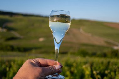 Gün batımında bir bardak köpüklü şarap, büyük rezerv, Ay-Şampanya 'da şampanya eski şaraplarda yeşil tepe üzüm bağlarında Vallee de la Marne, Fransa' nın şampanya bölgesinde köy yapmak