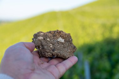 Chalky substrat toprağı mükemmel drenaj sağlar. Ay-Champange, Vallee de la Marne, Fransa 'nın Şampanya Bölgesi' ndeki Grand Cru Hill üzüm bağlarından toprak örneği.
