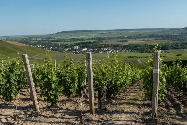 Ay-Champange, Vallee de la Marne, Fransa 'nın Şampanya Bölgesi yakınlarındaki Grand Cru Hill üzüm bağlarında büyüyen ve şekillenen Pinot noir üzümleri.