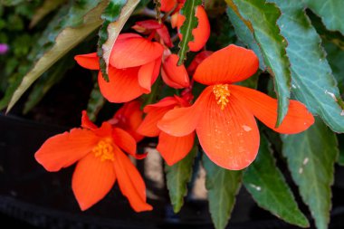 Asılı Şelale Pembesi ve Kırmızı Begonya çiçekleri rengarenk çan çiçekleri, bahçe bitkileri