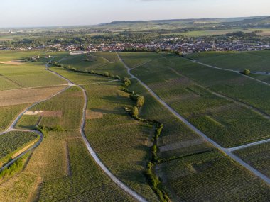 Şampanyalı Ay-Champange, Vallee de la Marne köyü yakınlarındaki Grand Cru tepe üzüm bağlarında yetişen pinot noir üzümlerinin hava manzarası, Fransa 'nın şampanya bölgesi, sıra sıra üzüm bitkileri, günbatımı